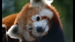 Animals red pandas