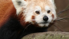 Animals red pandas