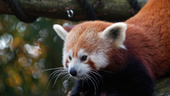 Animals red pandas