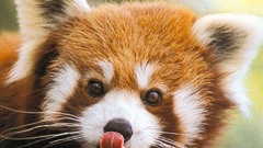 Animals red pandas