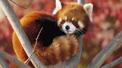 Animals red pandas