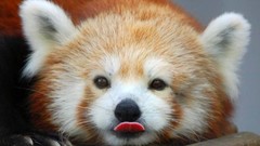 Animals red pandas