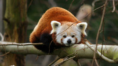Animals red pandas