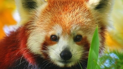 Animals red pandas