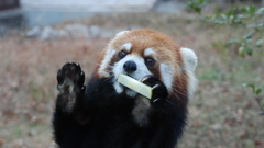 Animals red pandas