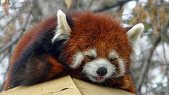Animals red pandas
