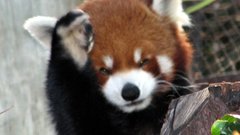 Animals red pandas