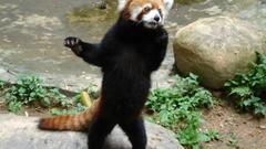 Animals red pandas