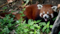 Animals red pandas