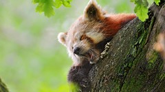 Animals red pandas nature