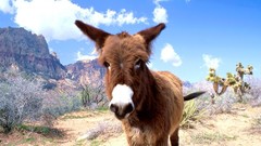 Animals red rocks nevada Donkeys