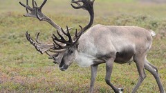 Animals reindeer