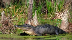 Animals Reptiles alligators