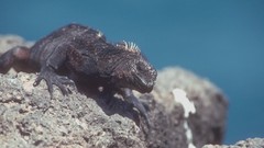 Animals Reptiles aquatic