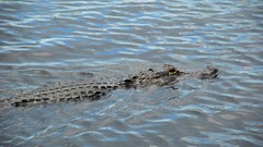 Animals Reptiles everglades alligators Everglades Holiday Park