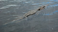 Animals Reptiles everglades alligators Everglades Holiday Park