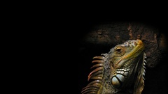 Animals Reptiles iguana