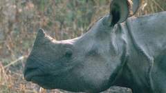 Animals rhinoceros animal