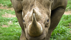 Animals rhinoceros black rhinoceros