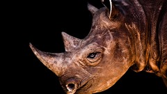 Animals rhinoceros wild animals Wild Africa