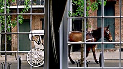 Animals ride new orleans