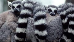 Animals ring-tailed lemurs lemurs
