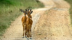 Animals roads Impala Uganda