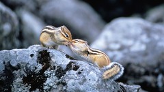 Animals rocks depth of field chipmunks interactions