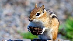 Animals rocks nuts rodent chipmunks
