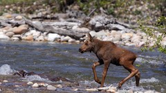 Animals rocks rivers moose baby animals
