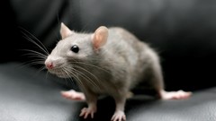 Animals rodent Mammals Rats