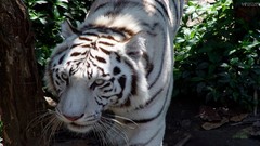 Animals safari savage African Wild Life