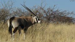 Animals safari savage African Wild Life