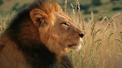 Animals safari savage African Wild Life