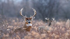 Animals safari savage African Wild Life