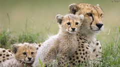 Animals safari savage African Wild Life