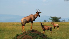 Animals safari savage African Wild Life