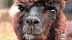 Animals savage African Wild Life