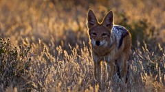 Animals savage African Wild Life
