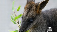 Animals savage African Wild Life