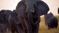 Animals savage African Wild Life