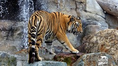 Animals savage African Wild Life