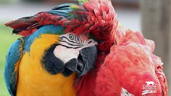 Animals savage African Wild Life