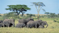 Animals savannah elephants