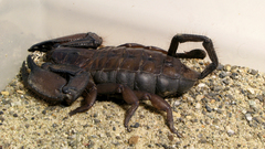 Animals scorpions