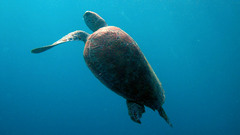 Animals sea turtles