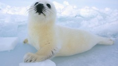 Animals seal