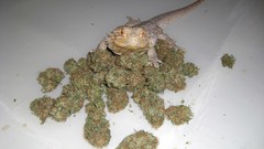 Animals seeds California agama marijuana raptors sensi