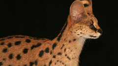 Animals serval Spotted wildcat