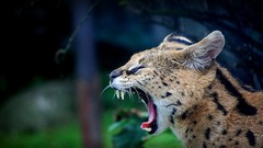 Animals serval Spotted wildcat